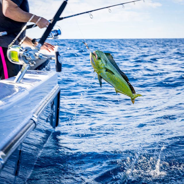 Offshore Fishing Charter - Ponce Fish Network